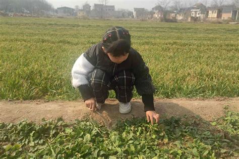 带女儿去陕西农村，第一次挖荠荠菜和菠菜，差点把爷爷的手给挖了_凤凰网视频_凤凰网