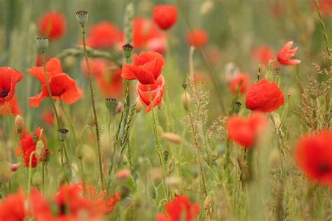 Poppy Fields in England 2026 - Rove.me