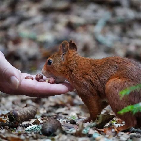 L-Threonine animal feed grade additive