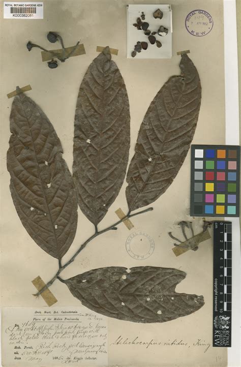 Stelechocarpus Hook.f. & Thomson | Plants of the World Online | Kew Science