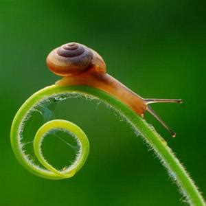 虫趣-蜗牛-中国摄影在线-中国互联网品牌50强