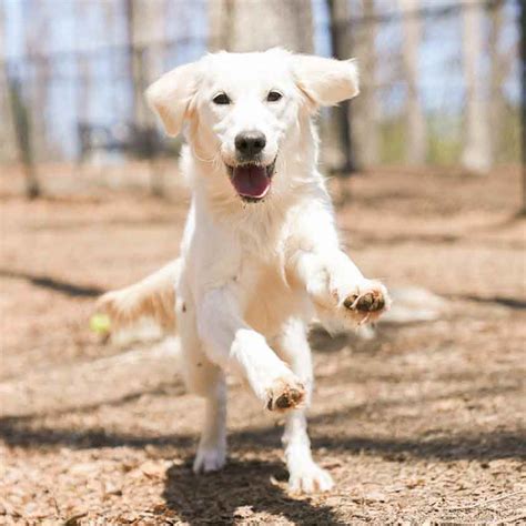 Decoding Canine Communication: The Essential Role of Scent in Dog Behavior