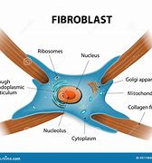fibroblast 的图像结果