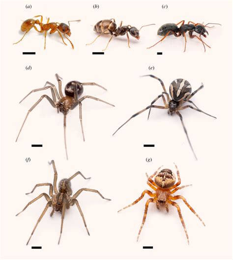 Some Spiders Can Sniff Out Their Natural Predators, New Study Reveals | Sci.News