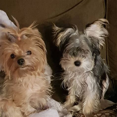 Image result for Winter Table Runner Pattern Free