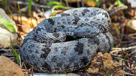 Venomous Snakes In Kentucky Map at Jorja Helms blog