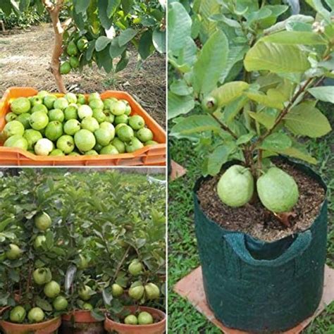 Creative Farmer Live Fruit Plant Gauva Guava Pot Variety Tropical and ...
