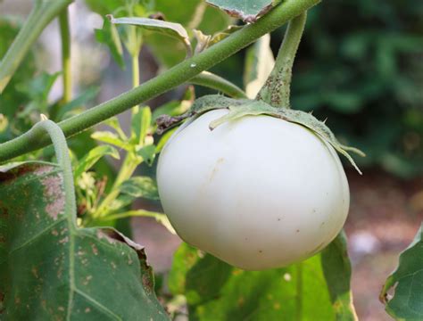 Top Egg-Like Plants for Easter: Affordable Garden Alternatives