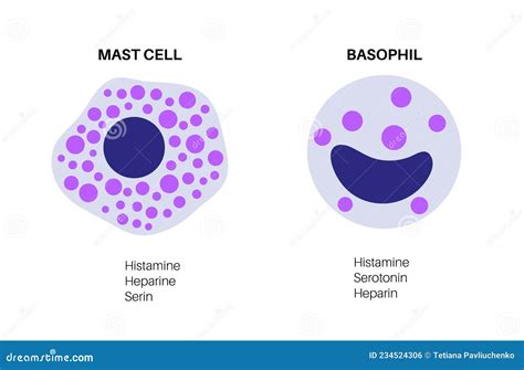 Basophil and mast cell stock vector. Illustration of eosinophil - 234524306