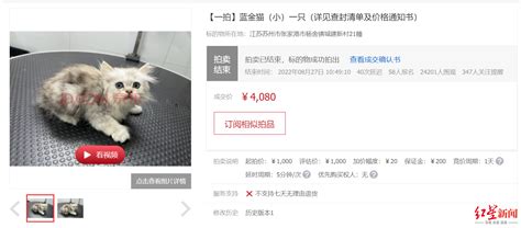 江苏一男子欠钱不还，12只宠物猫被拍卖抵债_澎湃新闻-The Paper