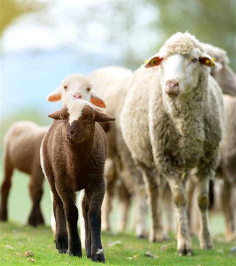 2003属羊男孩一生的命运 属羊的2022年有三喜