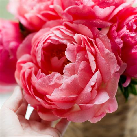 The Peony Flower: Meanings, Images & Insights | Floraly