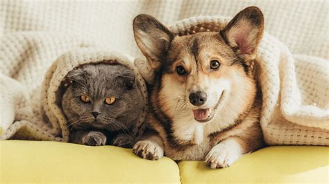 Pet Food from IAMS — Only the Highest Quality Ingredients