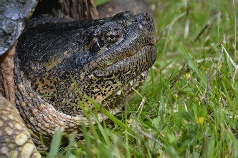 Image result for Purging Snapping Turtle