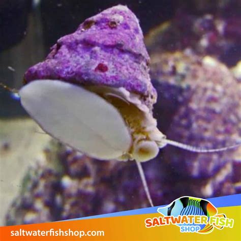 Saltwater Snails