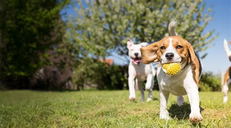 Pet Daycare, Boarding, & Grooming in Deer Park, La Porte, & Pasadena TX ...