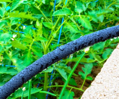 Drip irrigation system vs soaker hose: pros and cons of both | Homes ...