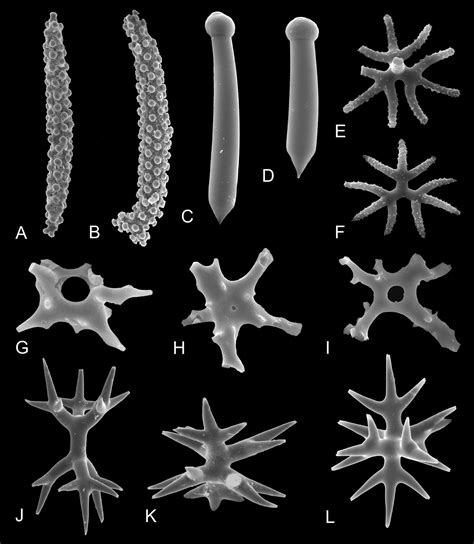Utilizing sponge spicules in taxonomic, ecological and environmental ...