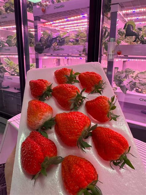 HydroBlue Indoor Strawberry Plant Factory: Bring Sweet Strawberries ...