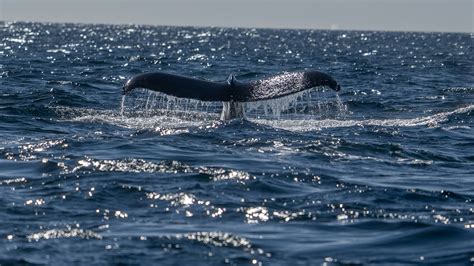 This Boston Whale Watch Is Peak Weekend Adventure Energy