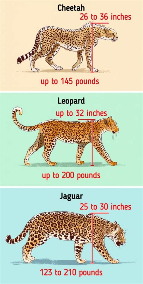 How to Spot the Difference Between a Cheetah, a Leopard, and a Jaguar ...