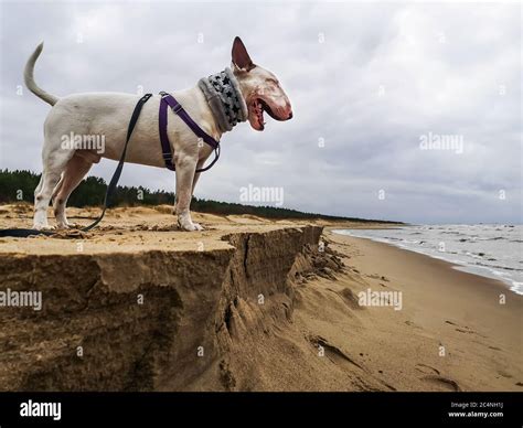 White english bull terrier hi-res stock photography and images - Alamy