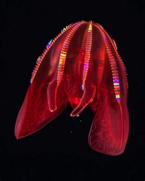 Bloodybelly Comb Jelly