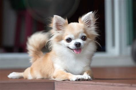 Chihuahua Lifespan: How Long Do Chihuahuas Live?