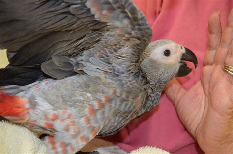 Handfed Baby African Grey Parrot-Handfed Congo African Greys for sale