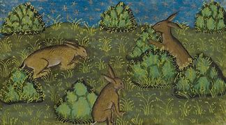 Image result for Cute Funny Bunnies in Spring