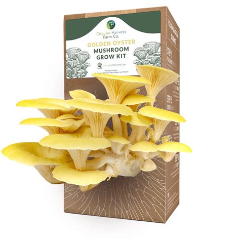 Golden Oyster Mushroom Grow Kit – ReFeed Canada