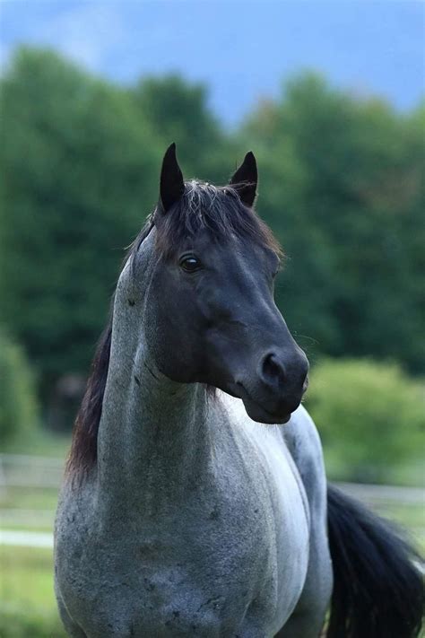 Blue Roan Arabian Horse