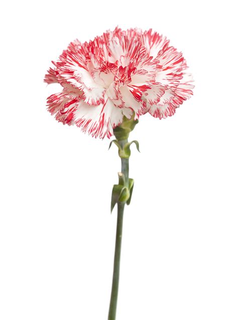 Carnation Meaning And Symbolism at Zane Wylde blog