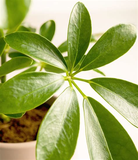 How to Care for Schefflera Plant (Umbrella Tree) | easyplant