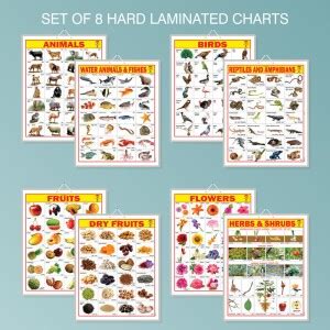 Educational Charts for kids | Hard Laminated Charts Set of 8 (4 Sheets ...