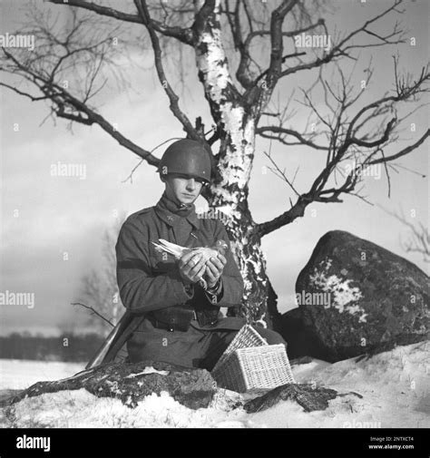 Swedish army during WW2. A soldier is seen holding a pigeon in his ...