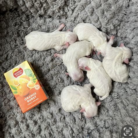 Maltese - Tasmania - PetsForHomes