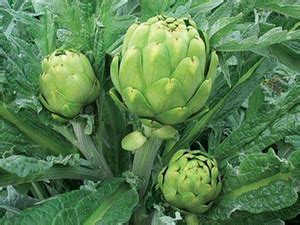 CYBEXIS Hybrid Artichoke Green Globe Seeds200 Seeds Seed Price in India ...