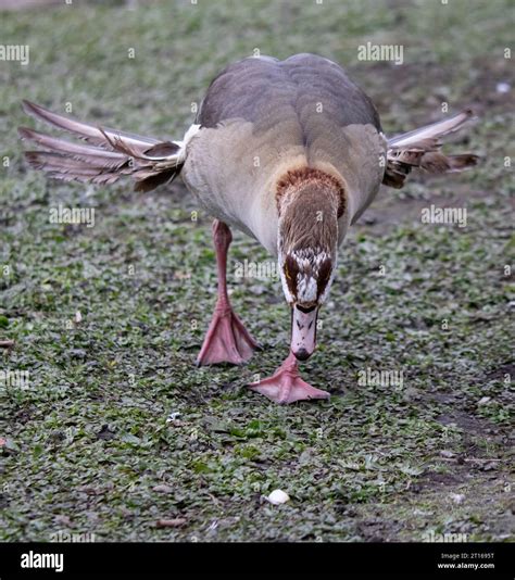 Goose with deformed wings due to eating too much bread as a gosling ...