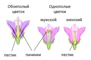 Строение цветка — что это, определение и ответ