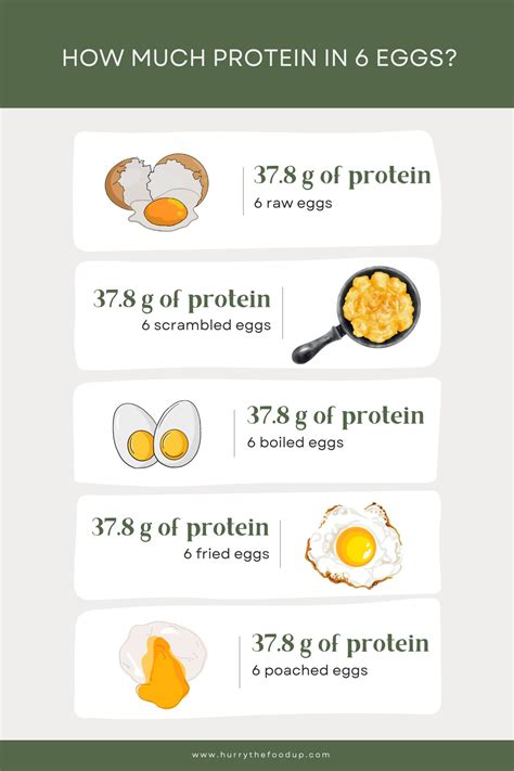 Protein in 6 Eggs (whole, scrambled, boiled, fried, poached) - Hurry ...