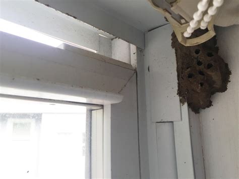 Pests We Treat - Mud daubers build huge nest in bedroom - Bee & wasp ...