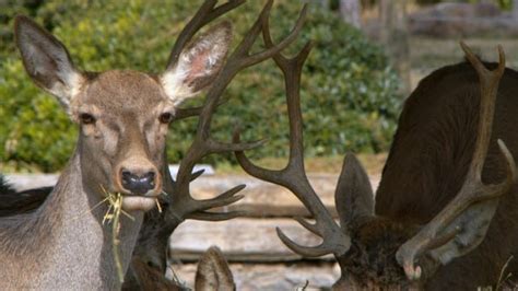 Deer Feeding Times (chart + best times to hunt) - World Deer