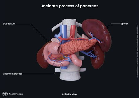 Pancreas | Anatomy.app