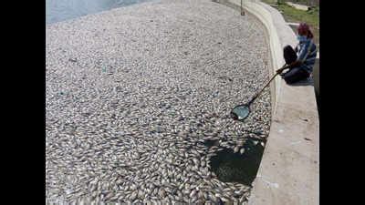 Ahmadabad: Dropping oxygen level in Lambha lake kills fish | Ahmedabad ...