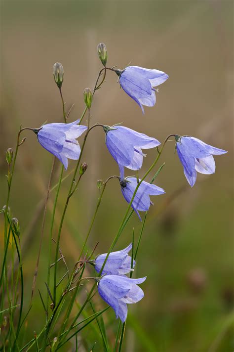 English Wild Flowers