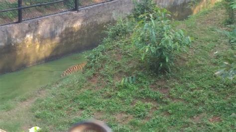 Nandankanan Zoological Park (Bhubaneswar) - What to Know Before You Go ...