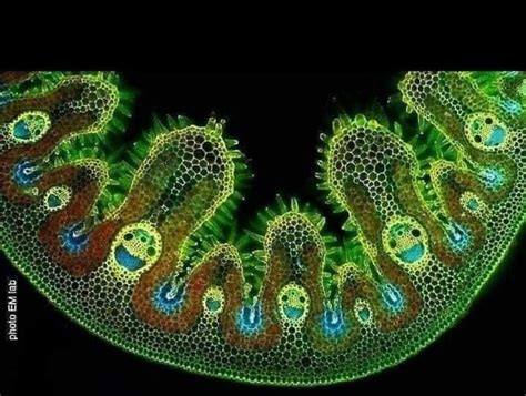 This is the section of a single blade of grass observed under a ...