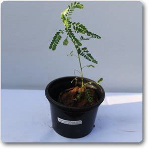 Harit - The Plants Shop Amla Tree (Green) : Amazon.in: Garden & Outdoors