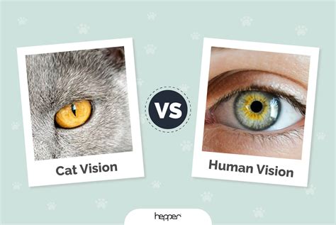Cat Vision Vs Human Vision